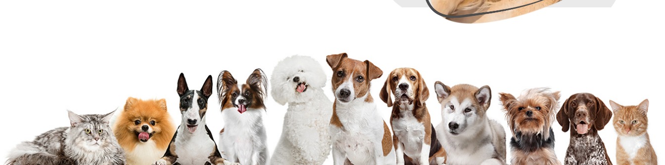 Crazy Pets
